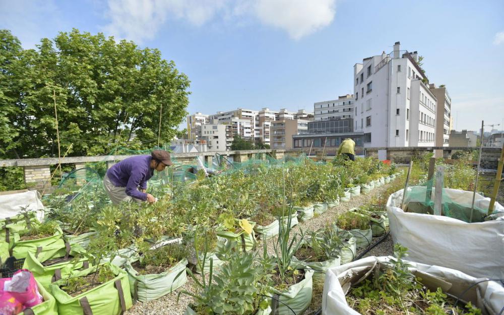 L’agriculture urbaine à la rescousse des villes